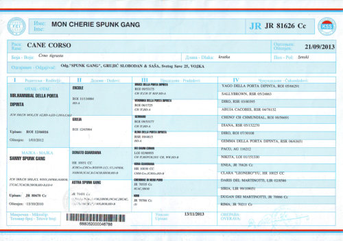 Mon Cherie Spunk Gang Certificate
