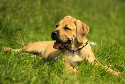 5 Special Tips for Taking Care of Boerboel Puppies 