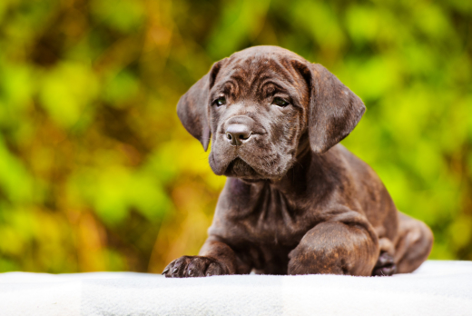 Tips for Taking Care of Cane Corso Puppies